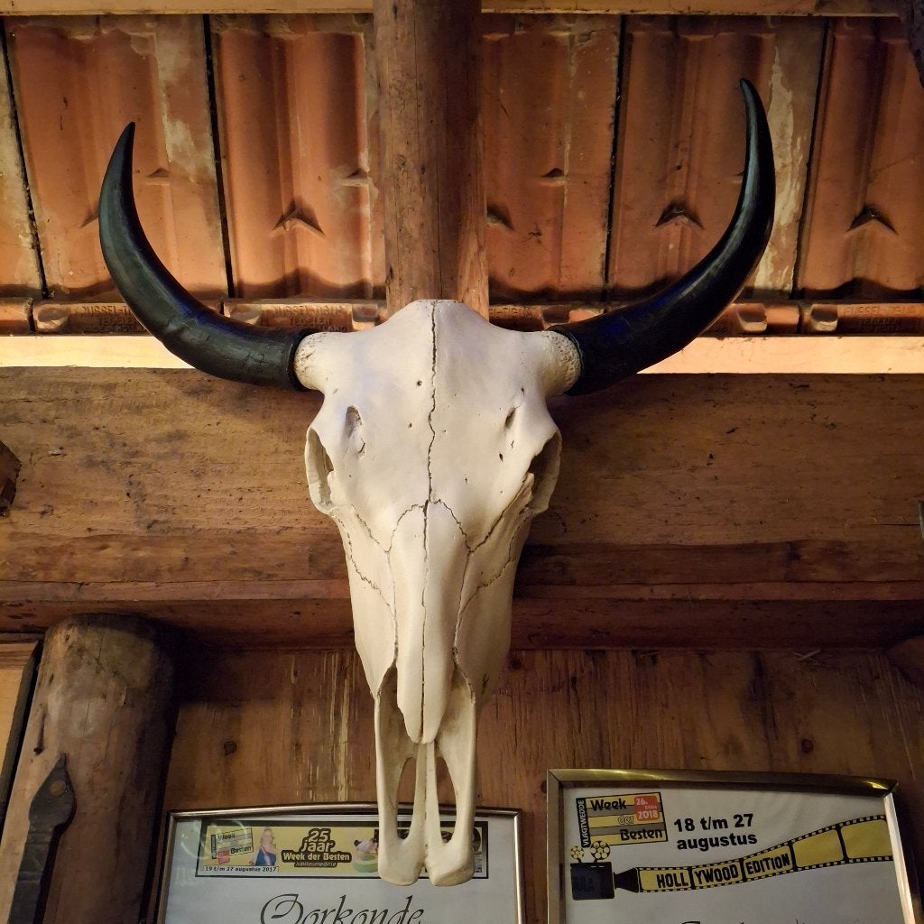 Robuuste schedel van een stier - Imitatie schedels