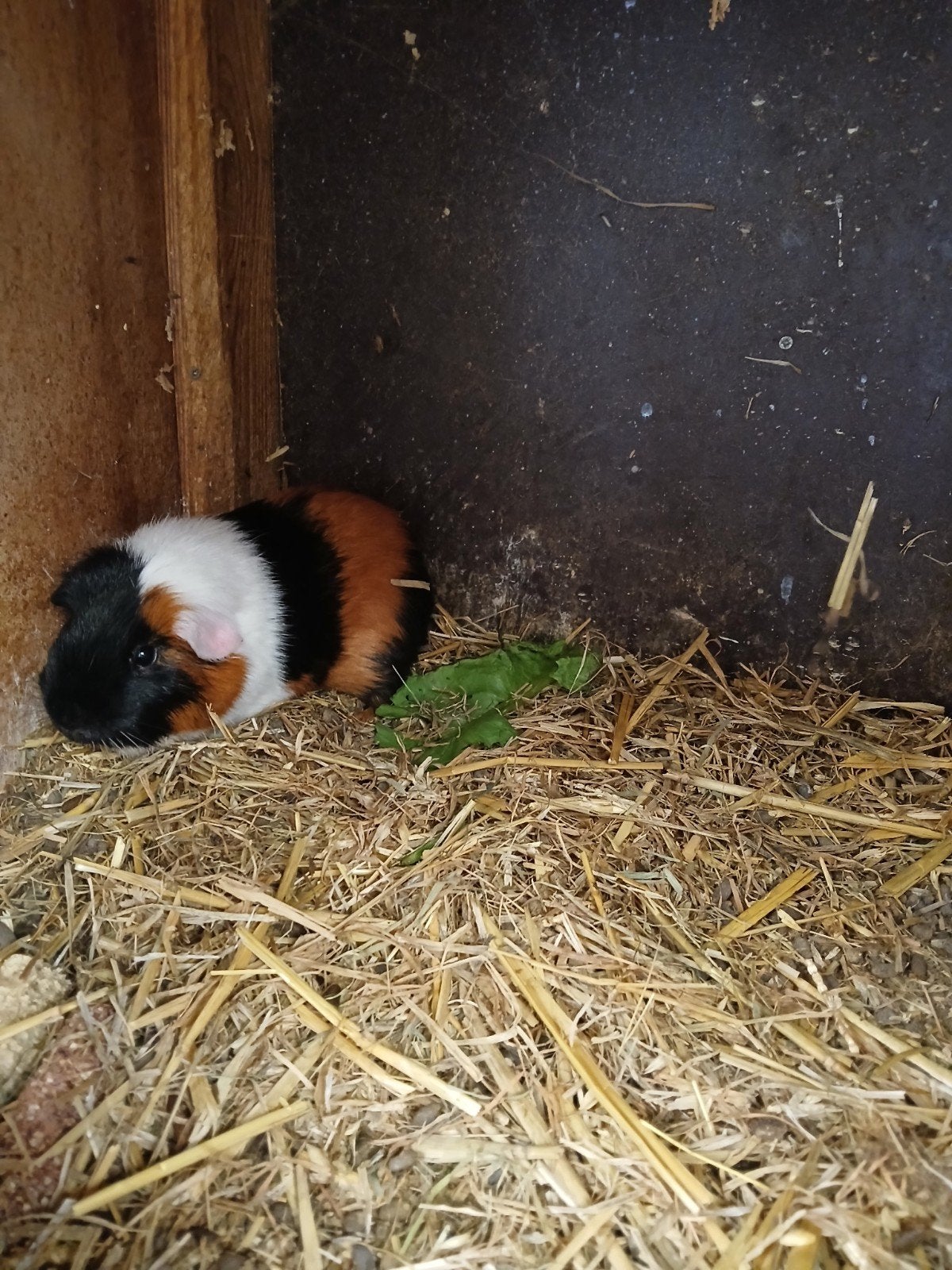 goeie ervaren beer, November, Mannelijk, Cavia
