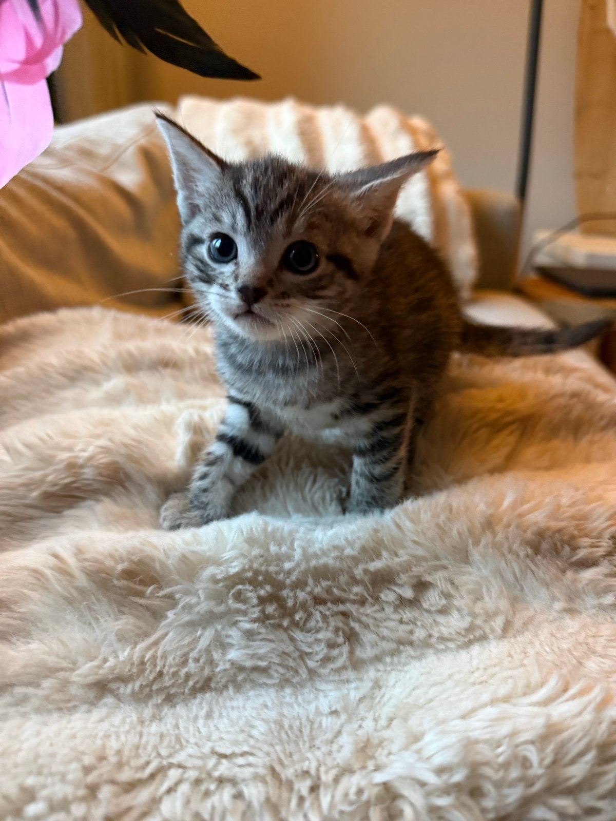 Vier prachtige kittens zoeken een liefdevol thuis!, Dieren en Toebehoren, Poes