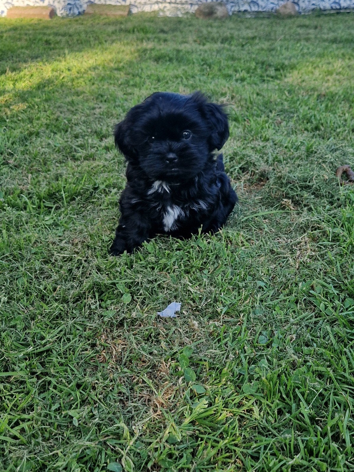 Prachtige Boomerpups reutjes, Parvo, 8 tot 15 weken, Meerdere, Nederland