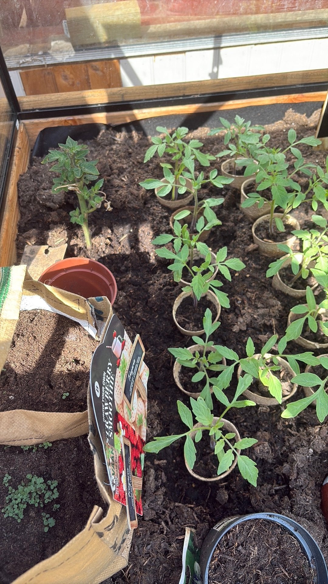 Tomaten planten, Ophalen, Minder dan 100 cm, Overige soorten, Volle zon