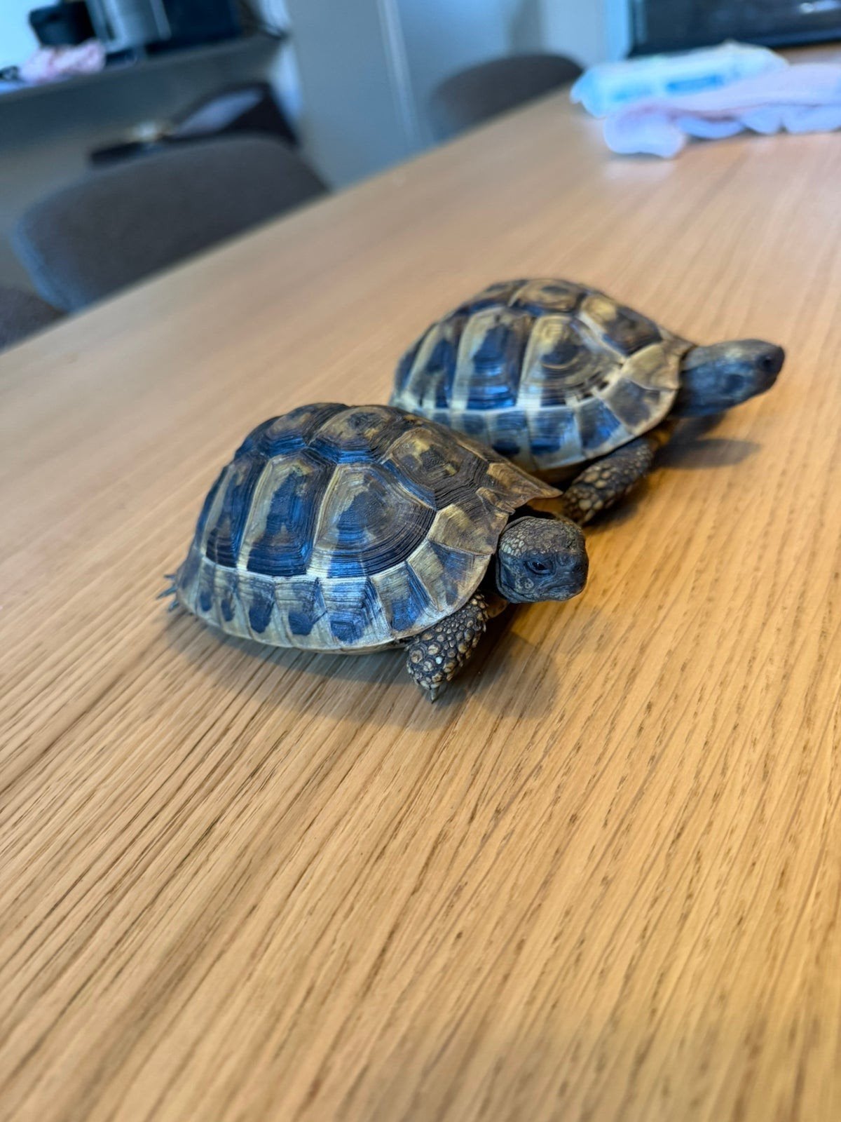Gevraagd landschildpad of schildpadden, Dieren en Toebehoren, Schildpad