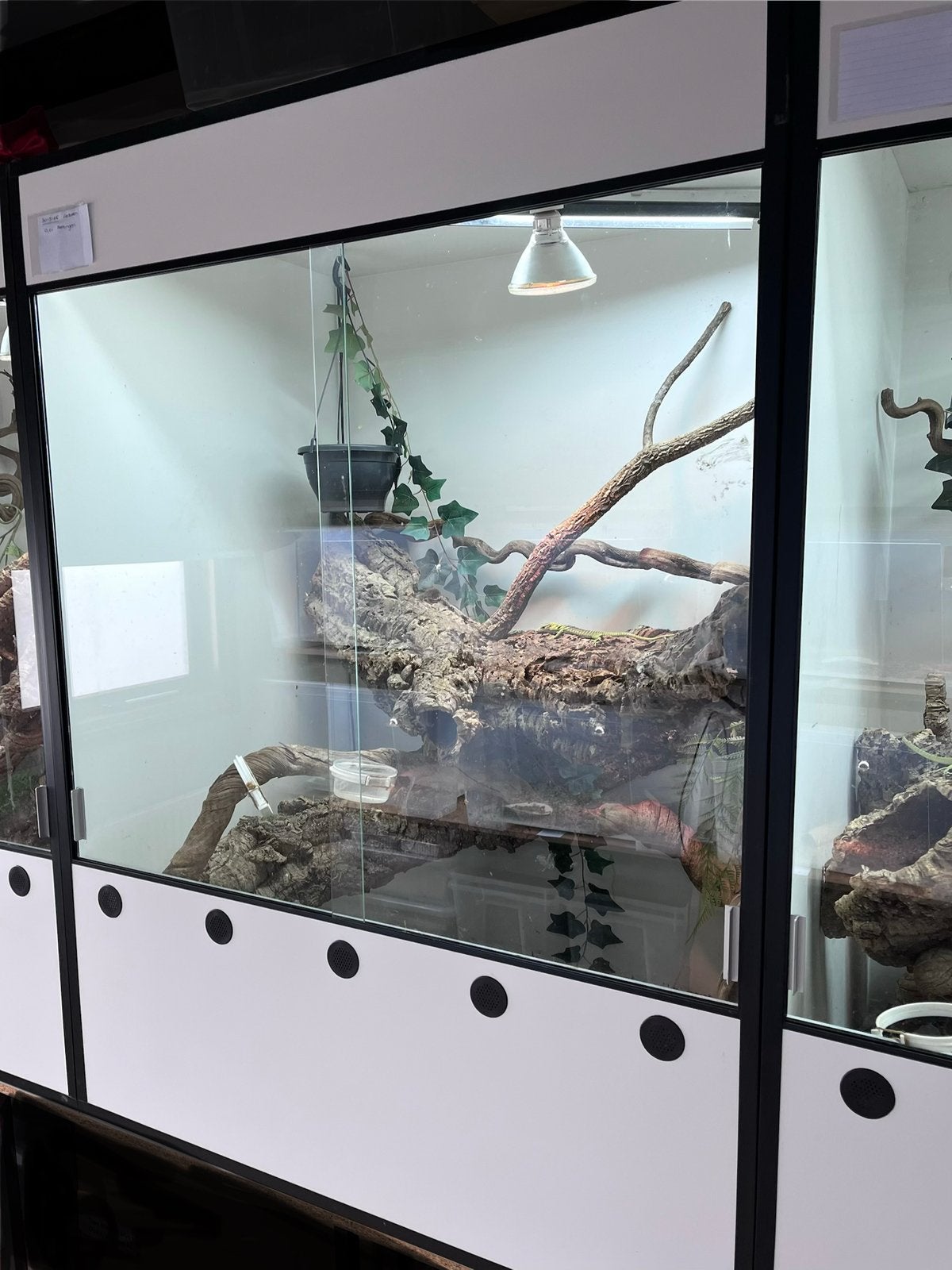 3 stuks forex terrariums 1.05x70x1.40 als nieuw!, Dieren en Toebehoren, Reptielen en Amfibieën | Toebehoren, Ophalen, Zo goed als nieuw