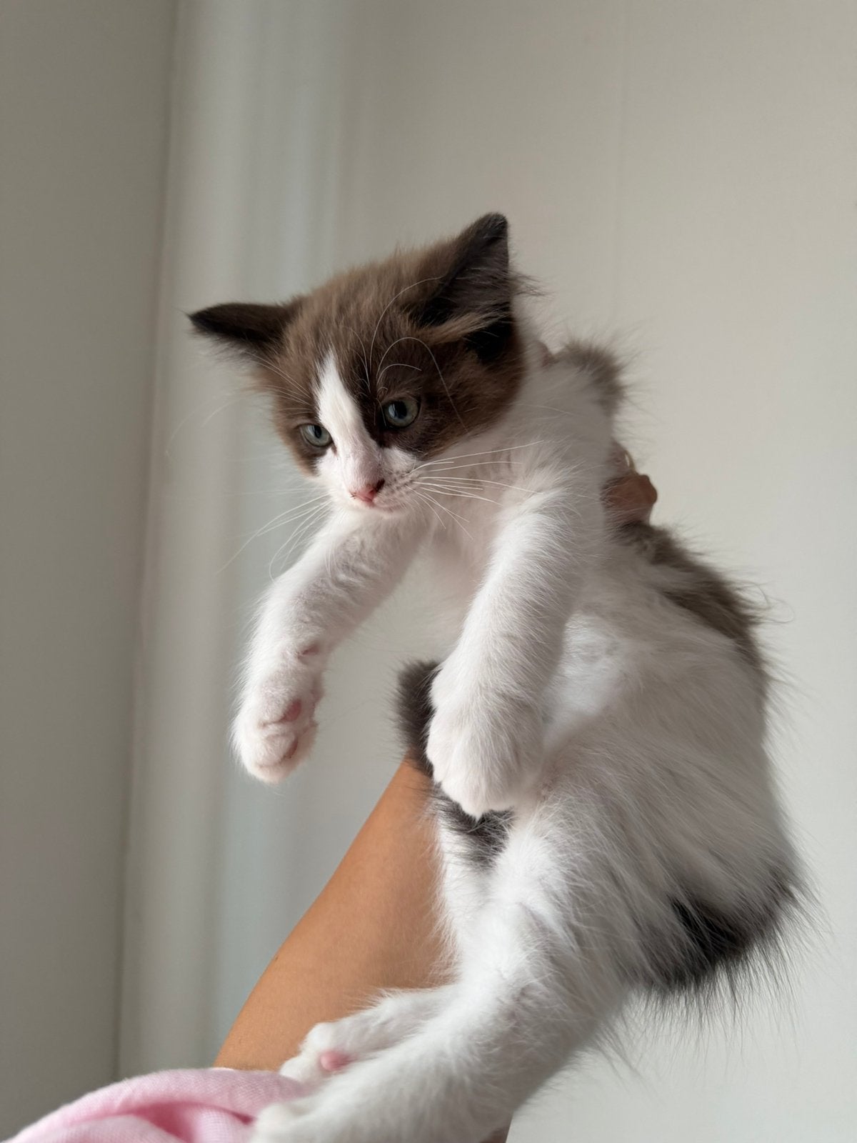 Ragdoll kittens mogen verhuizen, Meerdere dieren, Ontwormd, 0 tot 2 jaar