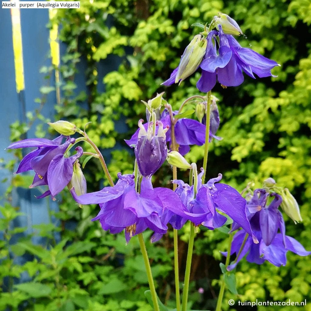 tuinplanten, Volle zon, Vaste plant, Zomer, Ophalen