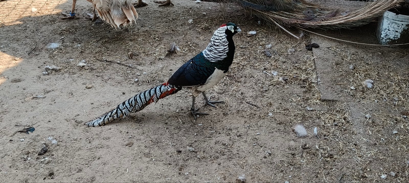 Een koppel lady amherst fazanten, Dieren en Toebehoren, Pluimvee, Meerdere dieren, Overige soorten