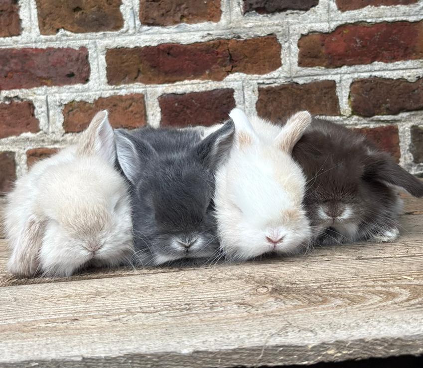 Super knappe minilop konijntjes 💎, Dieren en Toebehoren, Konijnen, Mannelijk, Dwerg, Hangoor, 0 tot 2 jaar