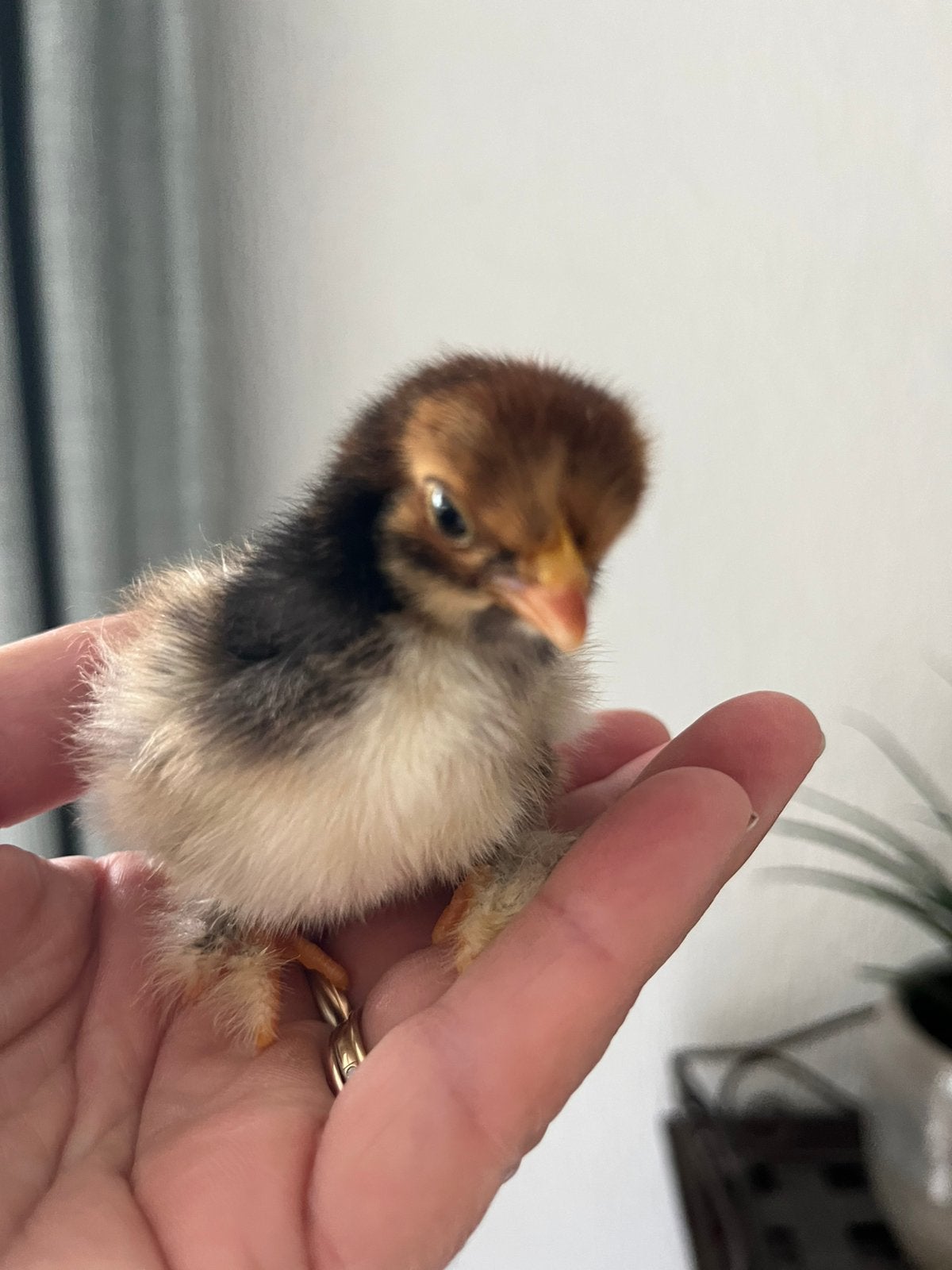 Cochin krielkuikens goud/zwart gezoomd, Dieren en Toebehoren, Pluimvee, Meerdere dieren, Kip