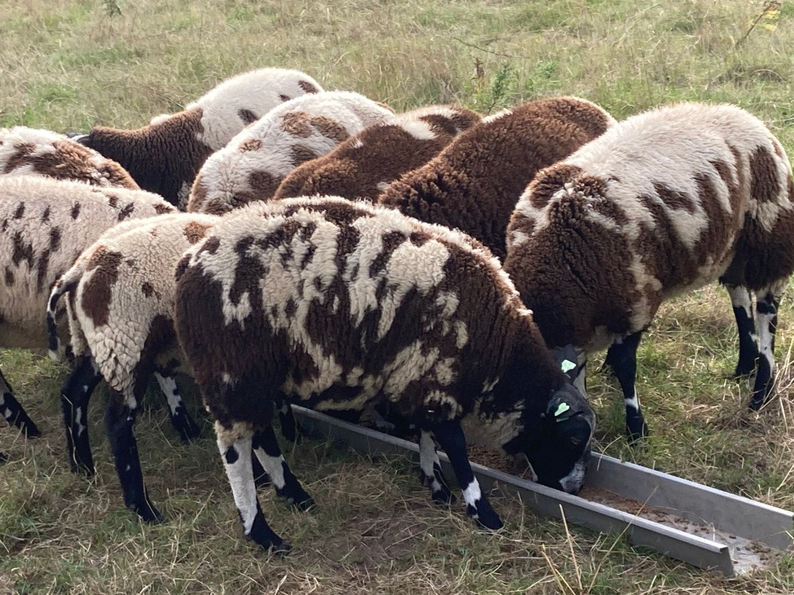 Mooie bonte dekrammen, Dieren en Toebehoren, Vrouwelijk, Schaap