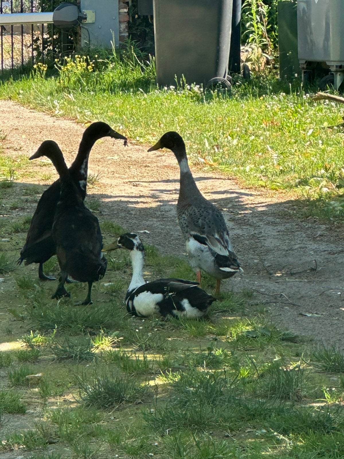 Indische loopeend 4 mannetjes, Dieren en Toebehoren, Mannelijk, Eend