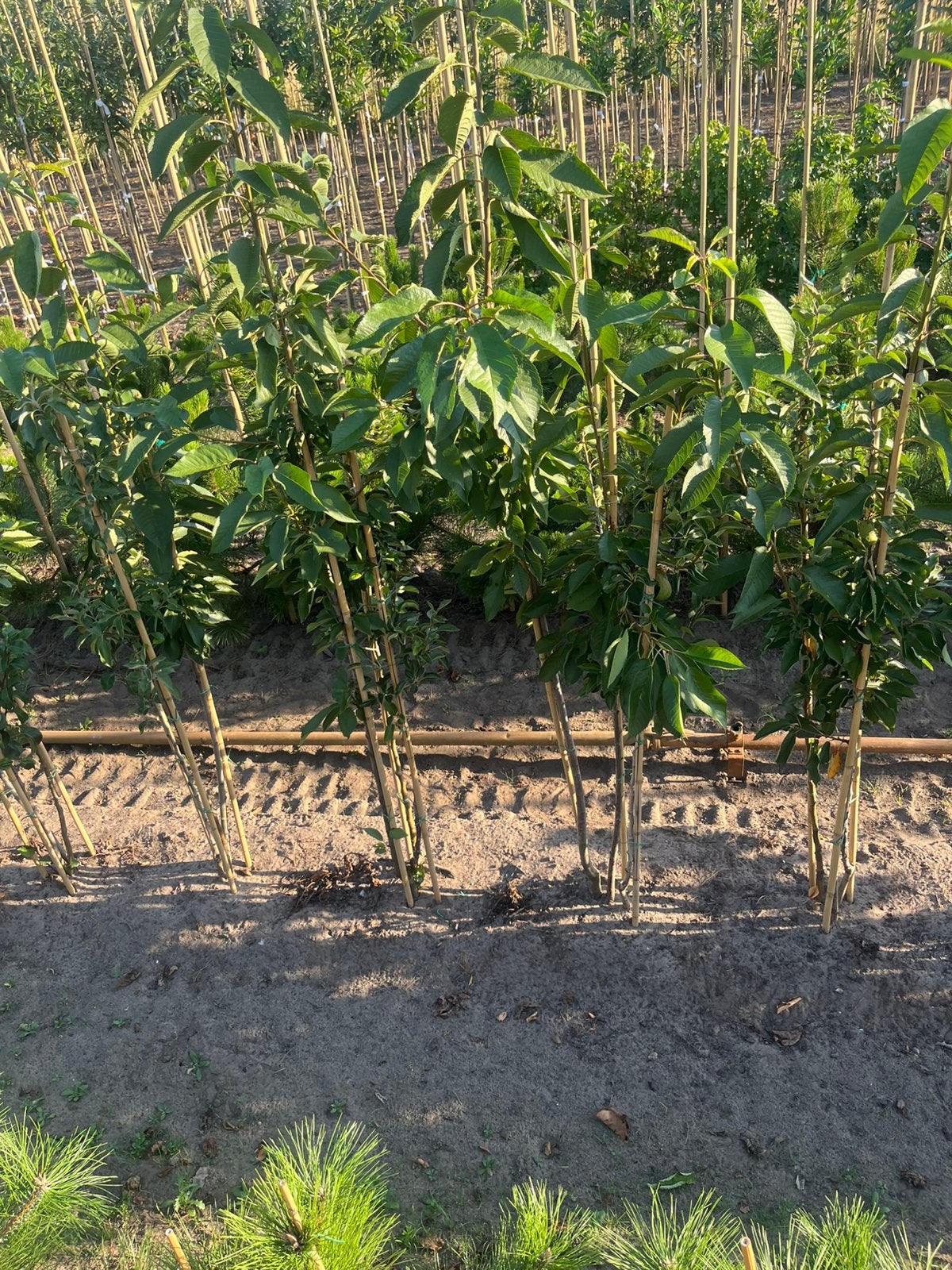 Meerstaminge fruit peer appel kers €90, Tuin en Terras, Ophalen of Verzenden, Overige soorten, 100 tot 250 cm