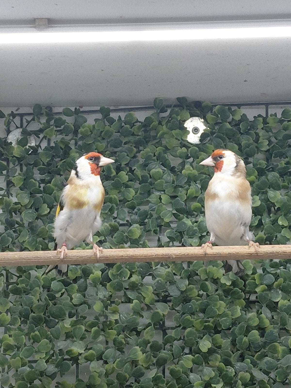 Koppel majoorputters 2025, Meerdere dieren, Wildzangvogel