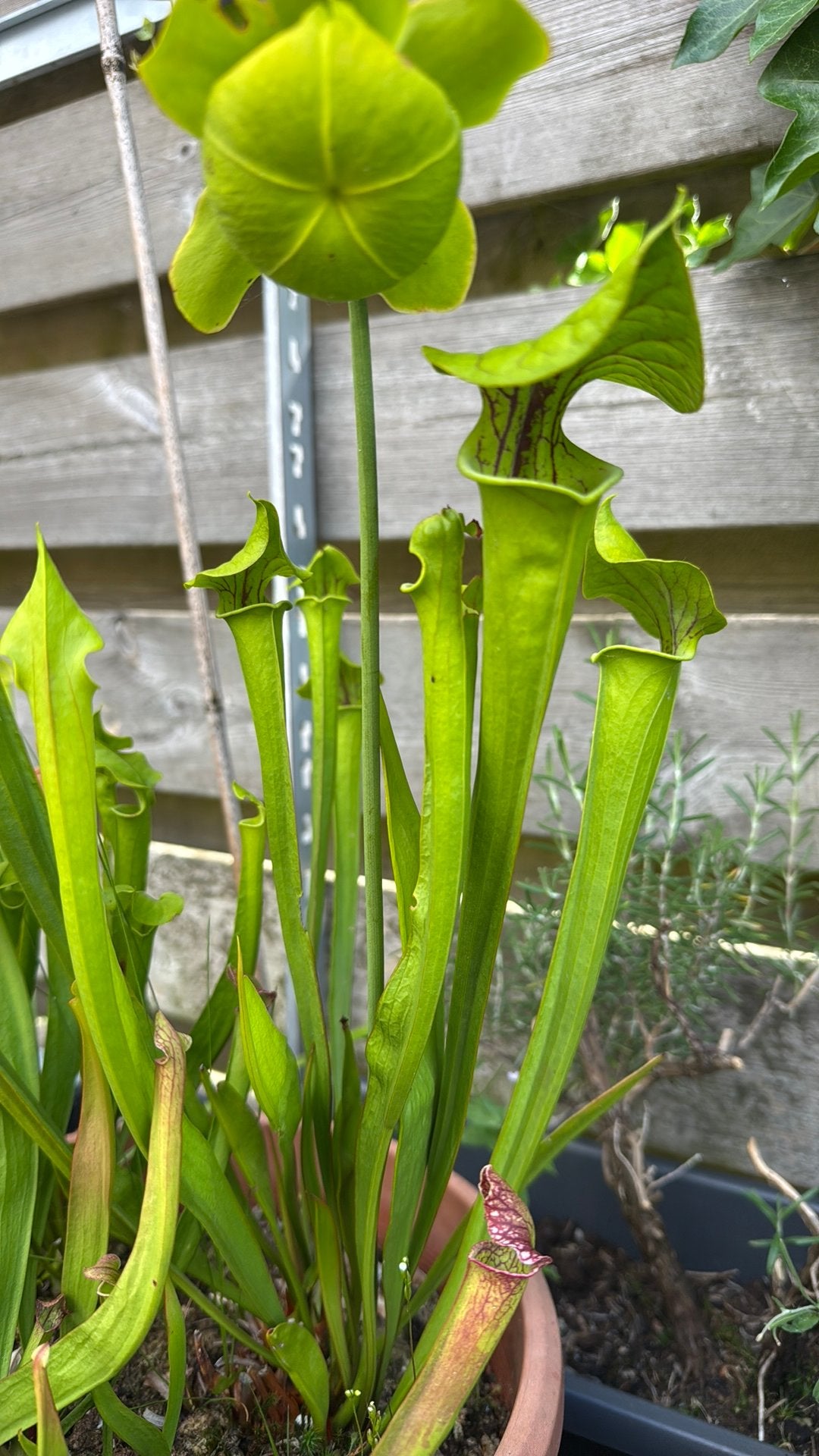 Sarrcenia flava redneck, Ophalen of Verzenden, Volle zon