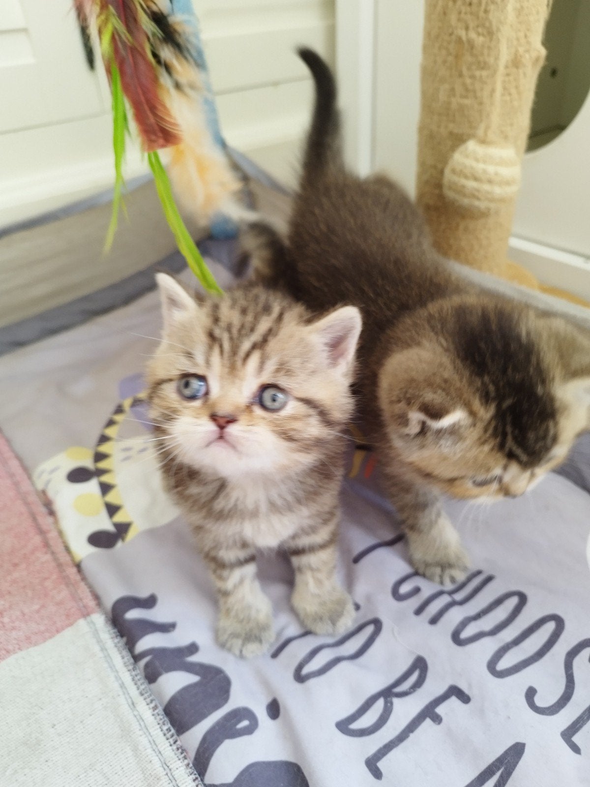 Britse korte haar kittens  ras, Meerdere dieren, Ontwormd, 0 tot 2 jaar