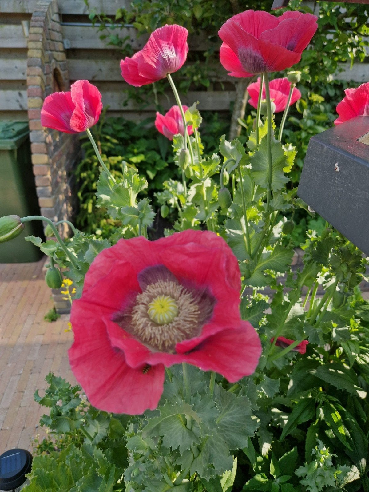 Roze Papaver Zaden - Prachtige Bloemen voor uw Tuin, Ophalen of Verzenden