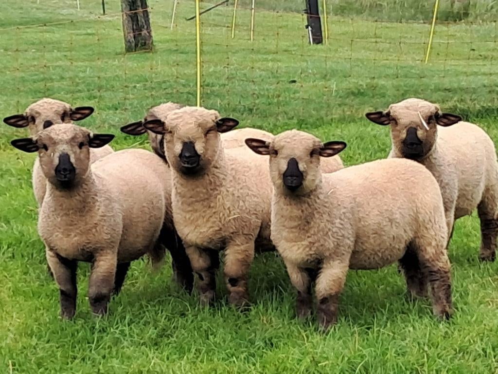 hampshire down lammeren, Vrouwelijk, Schaap, 0 tot 2 jaar