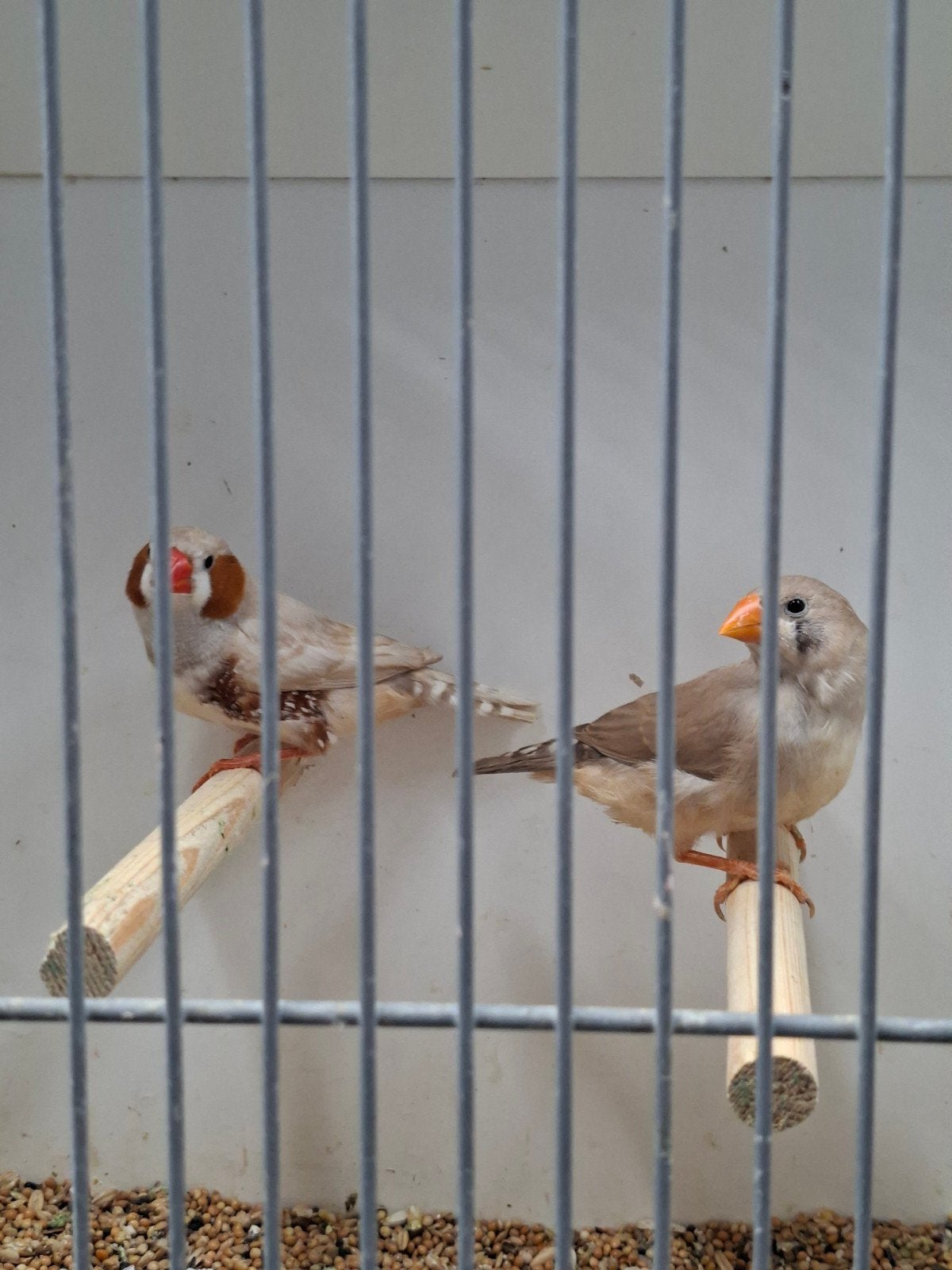 3 koppels kleinere zebravinken