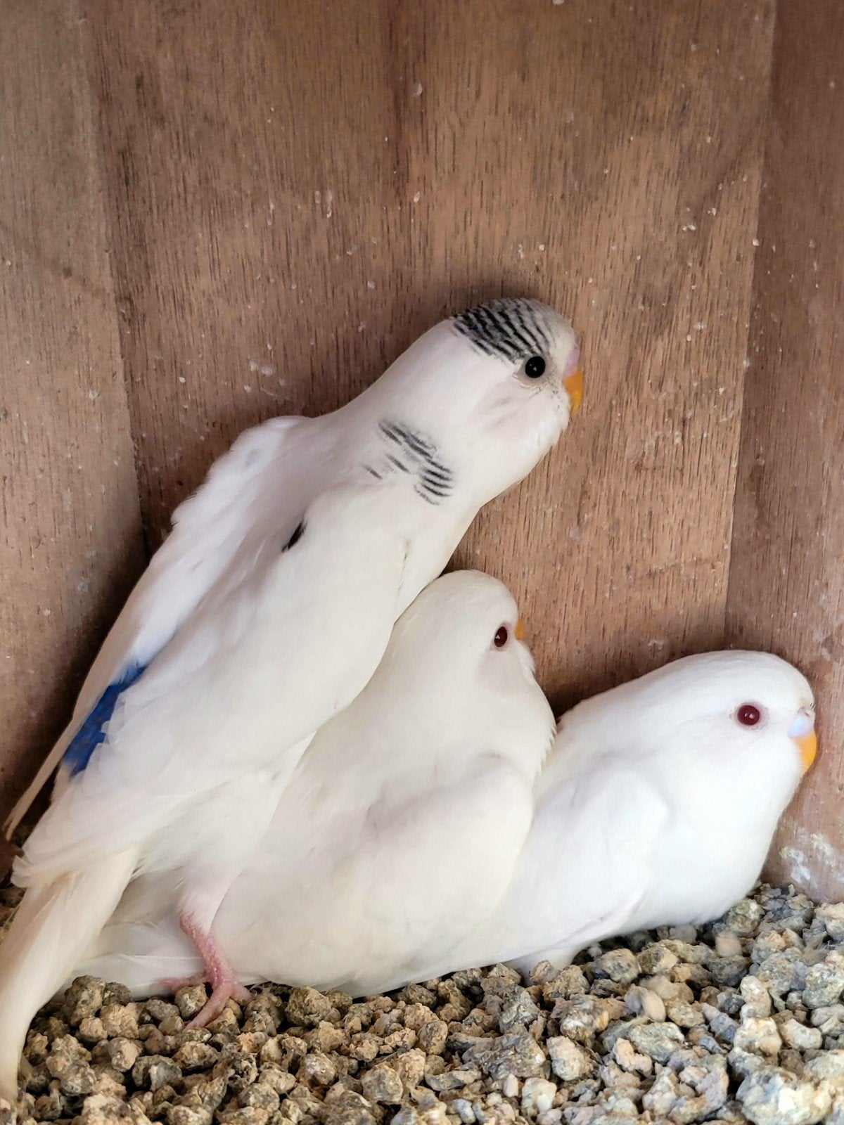 3 jonge witte grasparkieten - albino en recessief bont, Dieren en Toebehoren, Meerdere dieren, Parkiet