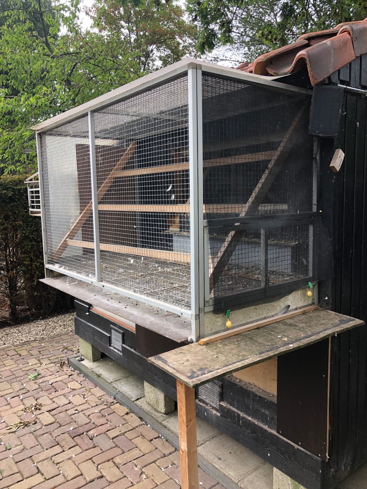 Aluminium duivenren, Meerdere dieren, Postduif