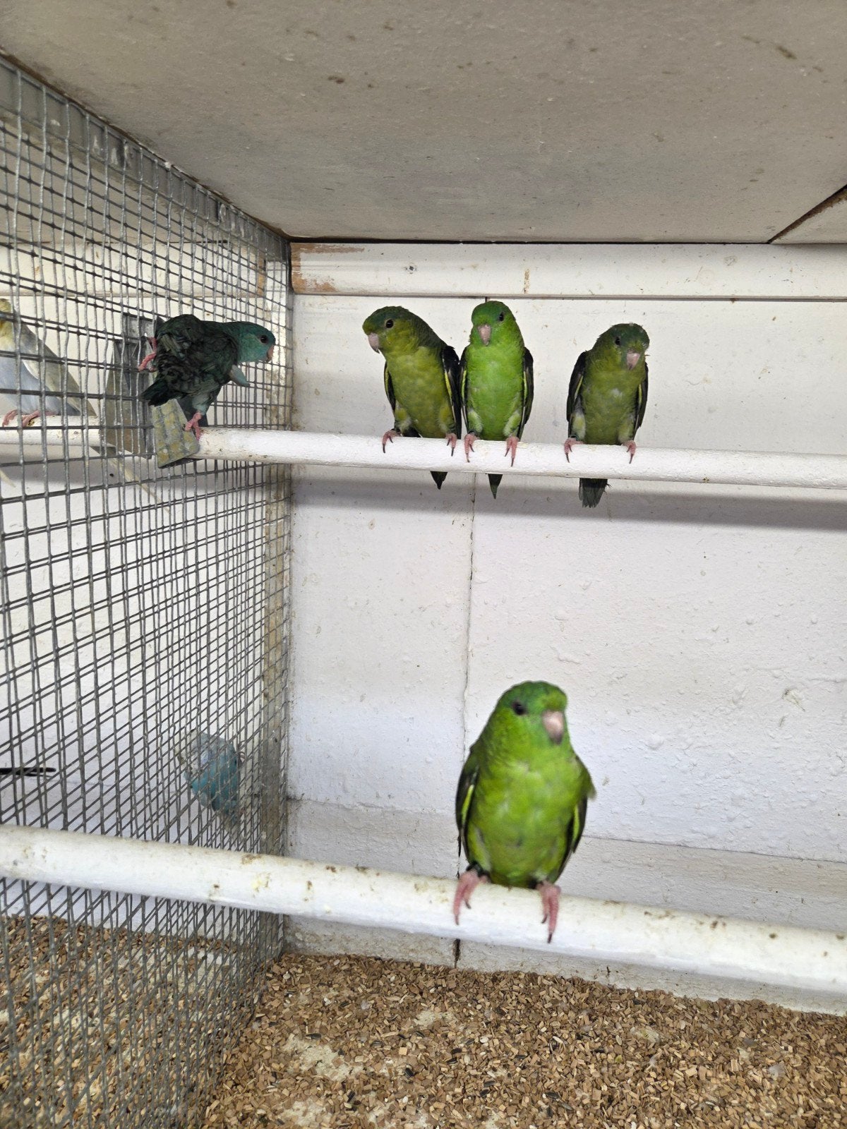 Diverse kromsnavels, Dieren en Toebehoren, Meerdere dieren, Parkiet, Tam