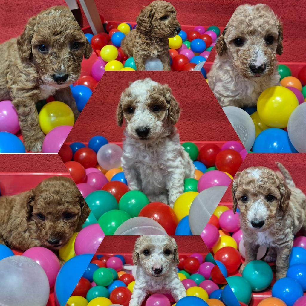 Cockapoo pups beide ouders getest., Dieren en Toebehoren, Overige rassen, 8 tot 15 weken, Meerdere, Meerdere dieren
