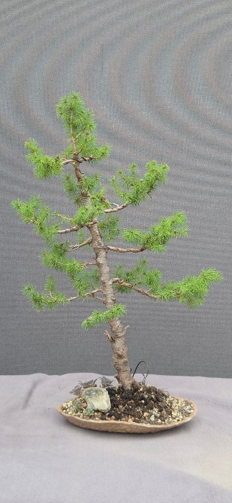 Bonsai Picea Glauca, Ophalen of Verzenden, Overige soorten, Volle zon