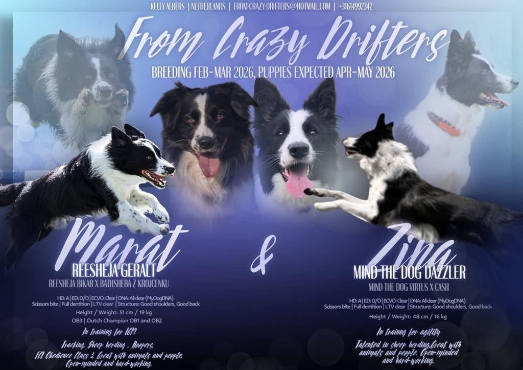 BorderCollie (kampioens ouders, 1 reu vrij , 4 weken oud), Dieren en Toebehoren, Honden | Herdershonden en Veedrijvers, 8 tot 15 weken