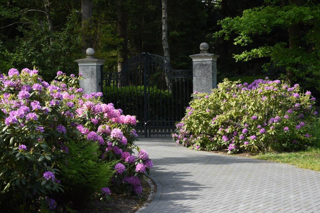 Rhododendrons uit het Bos, Tuin en Terras, Ophalen, Rhododendron, Struik, 100 tot 250 cm
