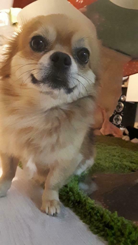 Chihuahua Reu als dek hond( Niet te kopen), Reu, CDV (hondenziekte), 1 tot 2 jaar, Eén hond
