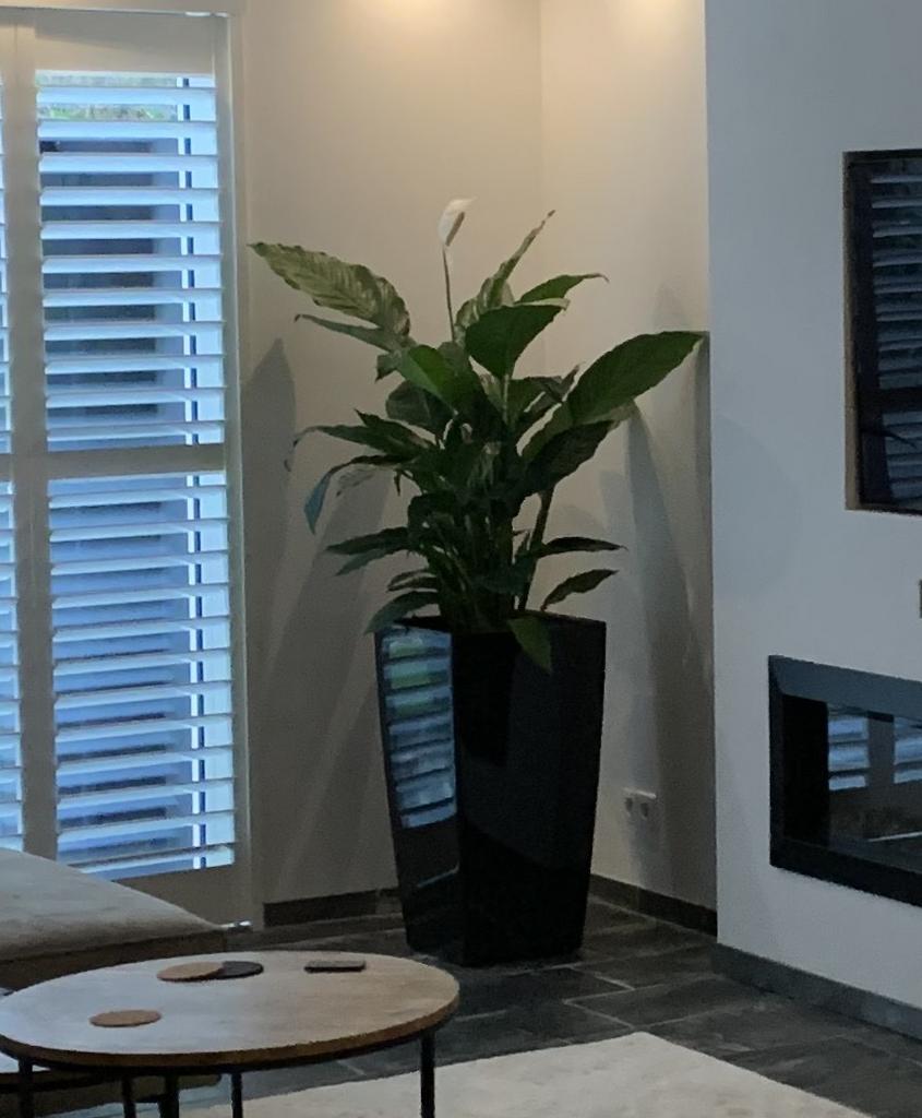 2 Lechuza Hydrocultuur Plantenbakken Zwart - 75 cm Hoog, Ophalen, Zo goed als nieuw, Kunststof, Binnen