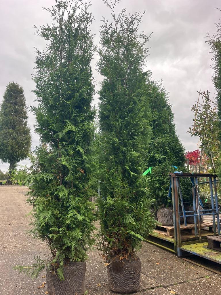 Haag Conifeer, GELIJK VRIJ ZITTEN PLANT NU ! 300 cm hoog, Ophalen, Conifeer, Haag, 100 tot 250 cm