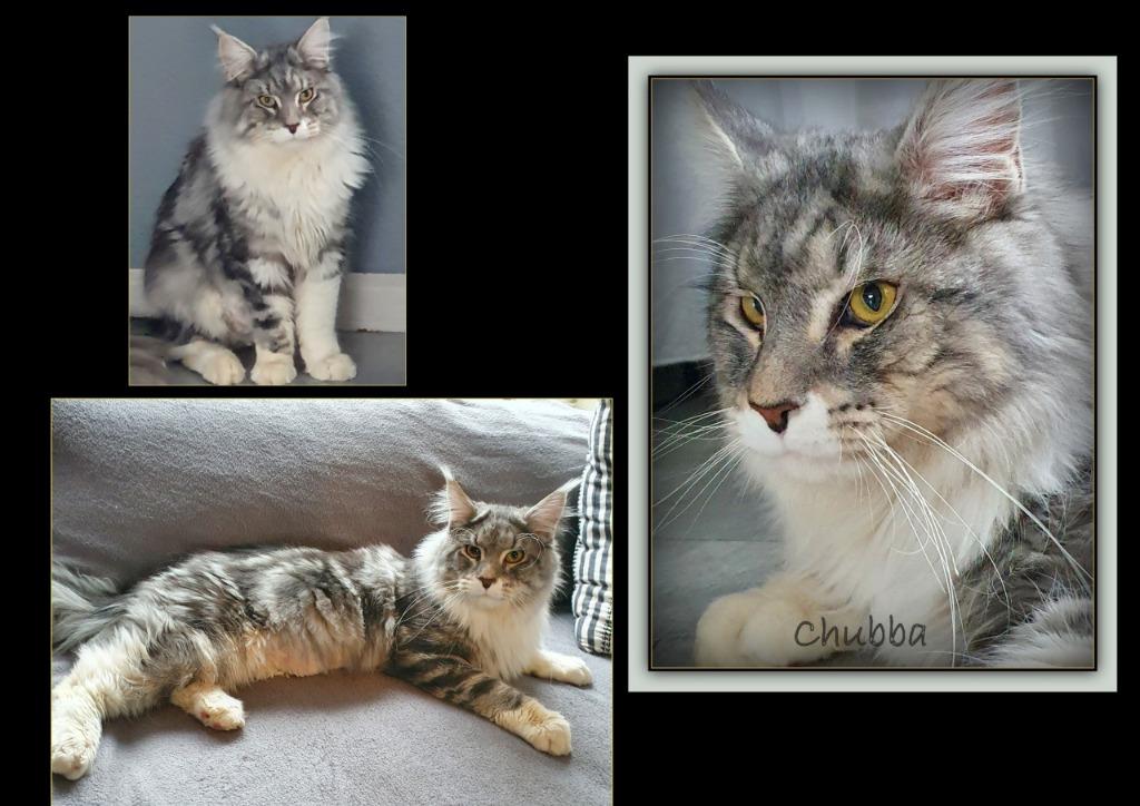 Maine Coon DEKKATERS Silver tab.blotched white ,blue tabby, 3 tot 5 jaar