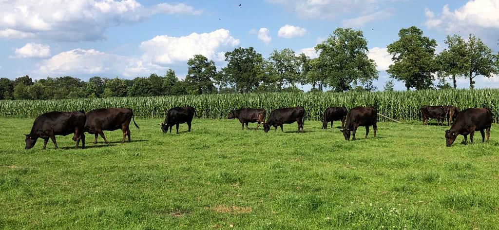 Slachtrijpe Wagyu’s en drachtige Wagyu's te koop, Dieren en Toebehoren, Meerdere dieren