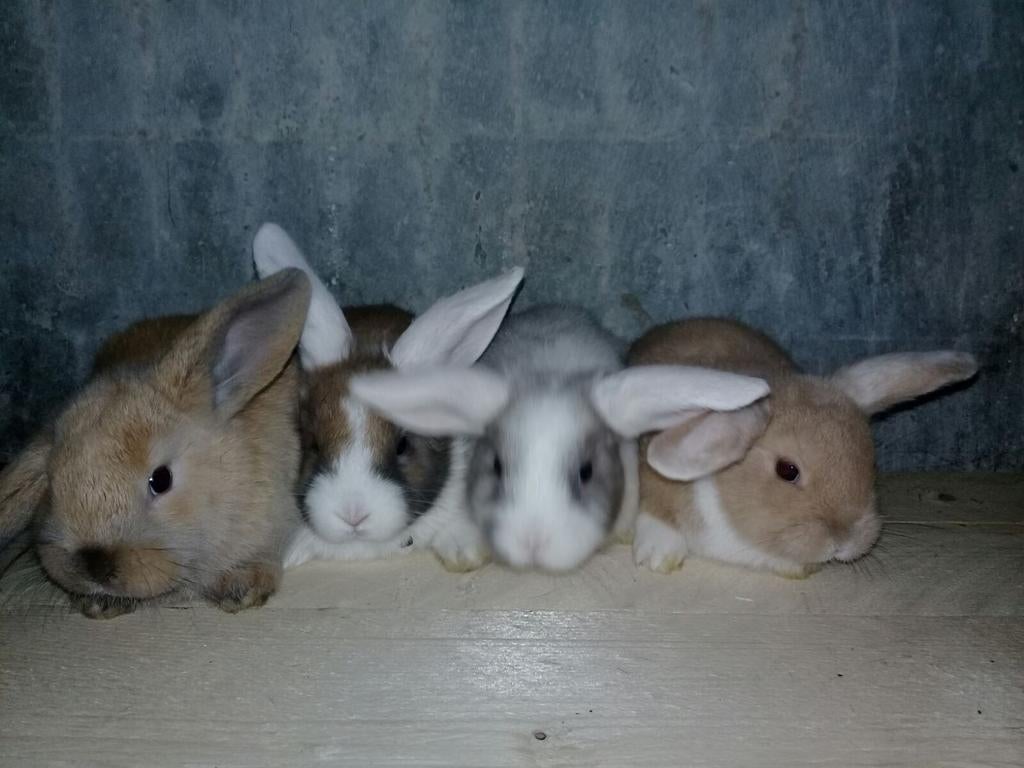 *Ruime keuze aan baby konijntjes*, Dieren en Toebehoren, Konijnen, Klein, Meerdere dieren, 0 tot 2 jaar