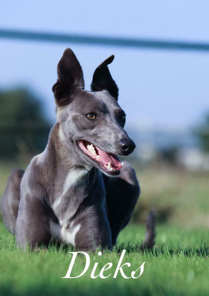 Whippet dekreu met stamboom, Dieren en Toebehoren, Honden | Dekreuen, Reu, 1 tot 2 jaar, Eén hond, Nederland