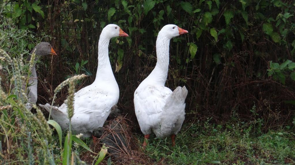 Boeren witte ganzen | Deskundig advies, Meerdere dieren, Gans of Zwaan