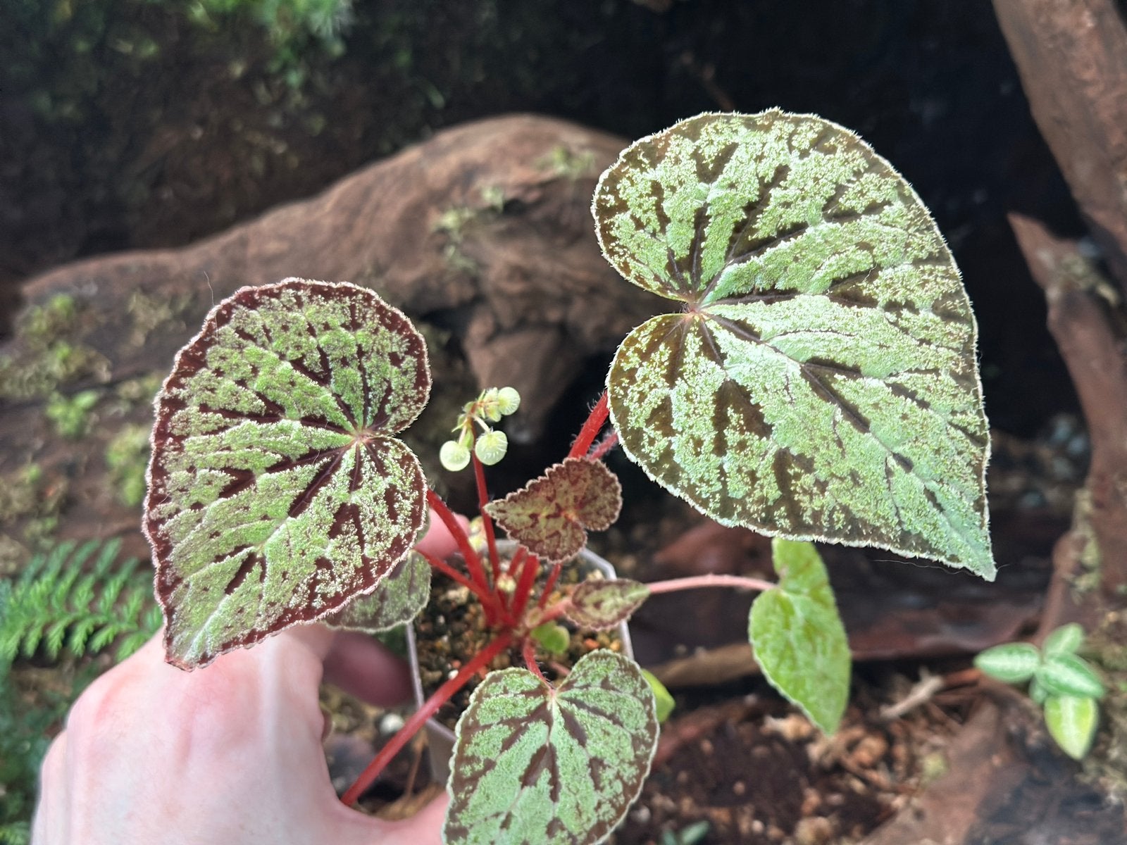 Begonia Austrovietnamica, Huis en Inrichting, Kamerplanten, Ophalen of Verzenden, Halfschaduw, Minder dan 100 cm