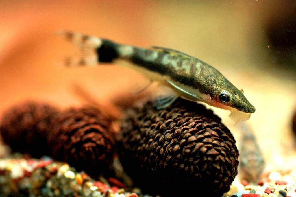 Macrospilus affinis/vitattus - Otocinclus, Dieren en Toebehoren, Vis, Zoetwatervis, Schoolvis