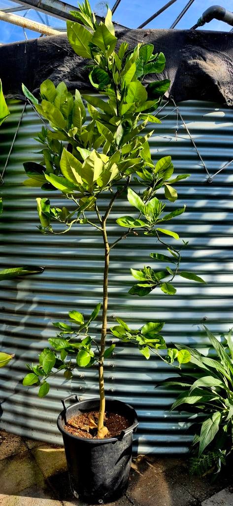Citrus Paradisi 200 cm- (Grapefruit) - Geurende Terrasplant, Tuin en Terras, Planten | Tuinplanten, Ophalen, Overige soorten, Volle zon