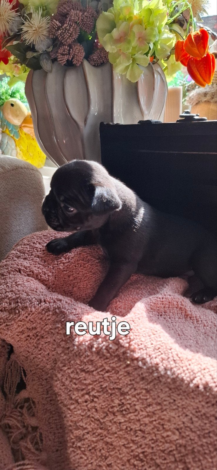 franse bulldogg belgie, Dieren en Toebehoren, België, Fokker | Hobbymatig, 8 tot 15 weken, Bulldog
