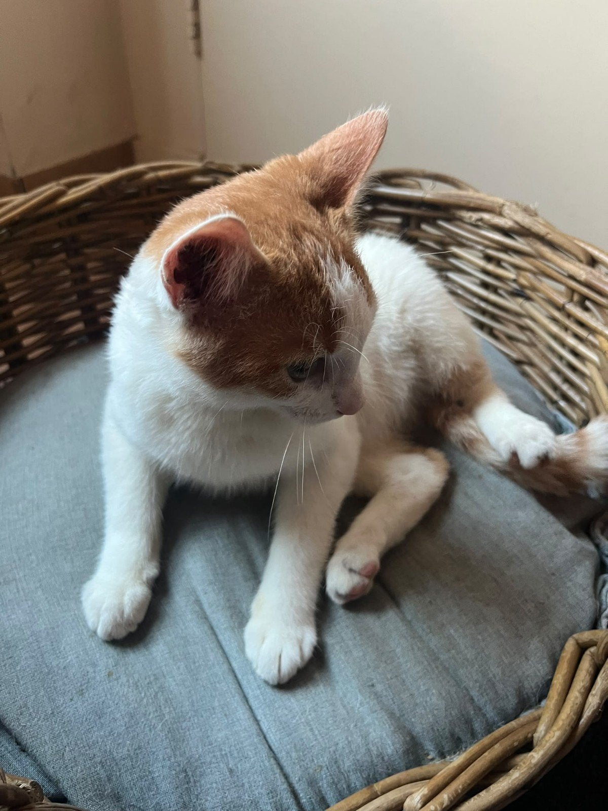Kitten...katertje rood / wit, Meerdere dieren, 0 tot 2 jaar