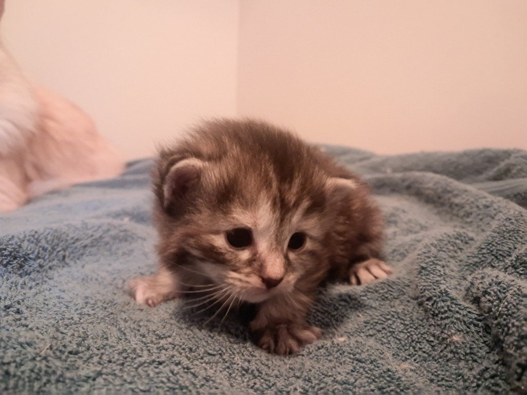 Maine coon kittens, Dieren en Toebehoren, Meerdere dieren, Ontwormd, 0 tot 2 jaar