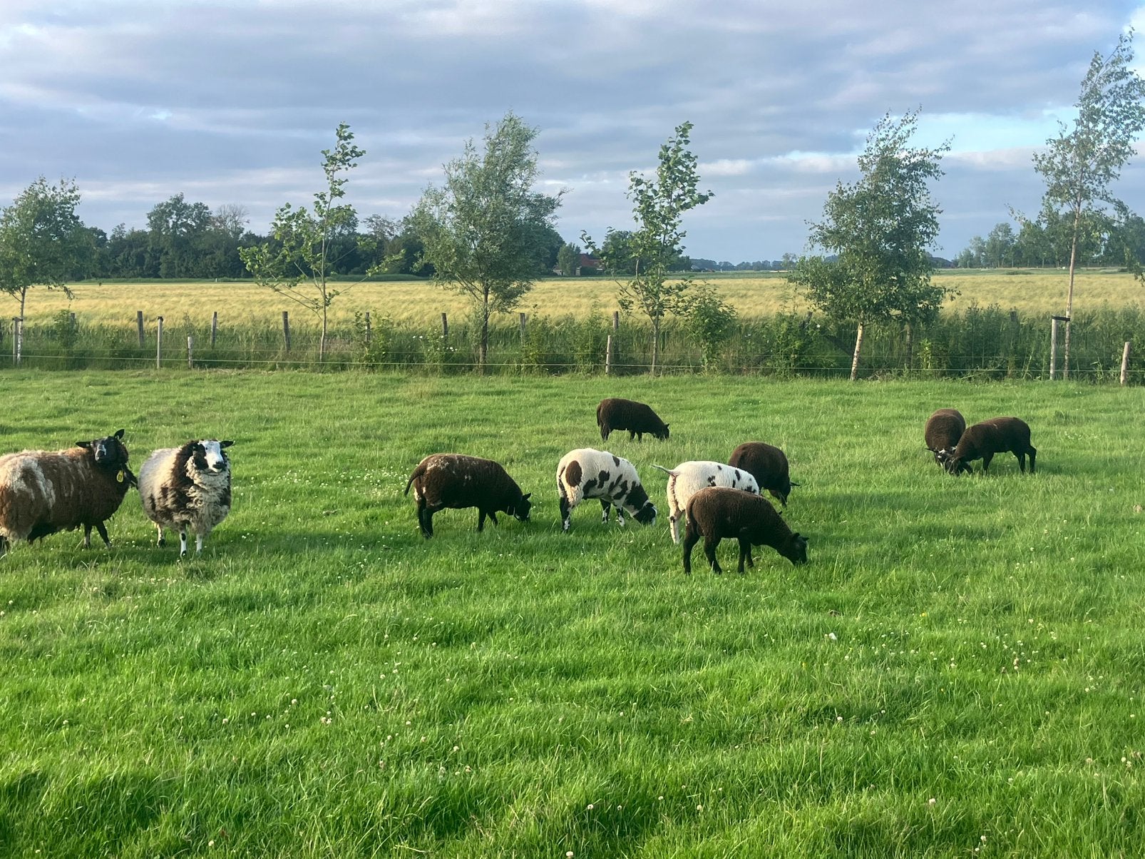 12 lammeren 1 bontschaap, Dieren en Toebehoren, Schapen, Geiten en Varkens, Meerdere dieren, Schaap
