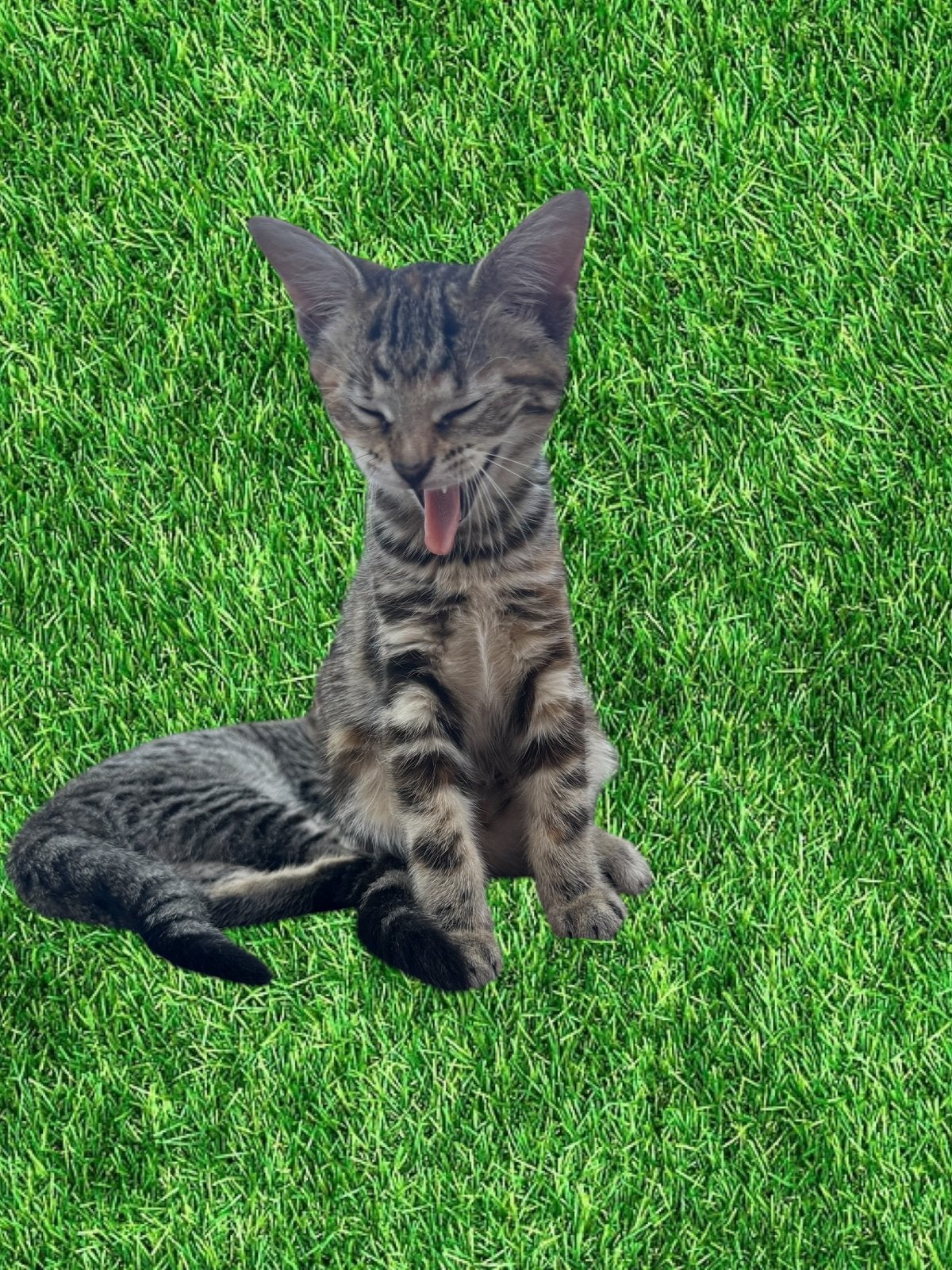 Lieve Toyger kruising kittens, Meerdere dieren, Kortharig, 0 tot 2 jaar