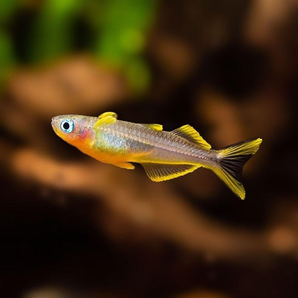 vorkstaart blauwoogje (Pseudomugil furcatus), Vis, Zoetwatervis, Schoolvis
