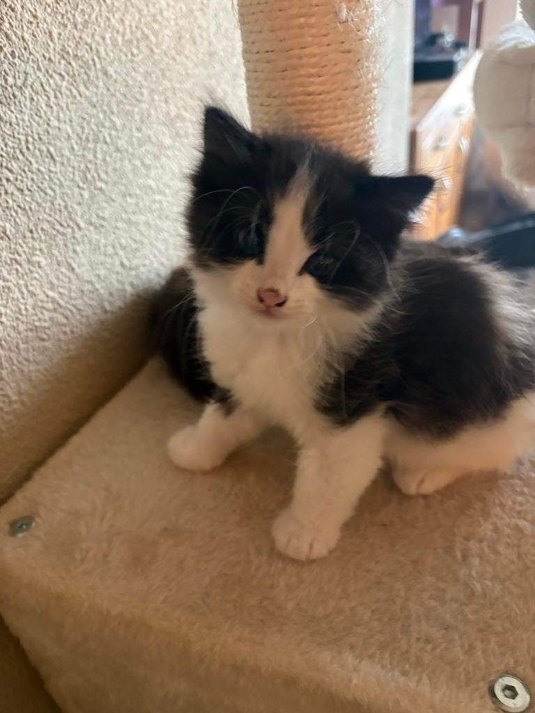 Katertje, Dieren en Toebehoren, Kater, Langharig, 0 tot 2 jaar