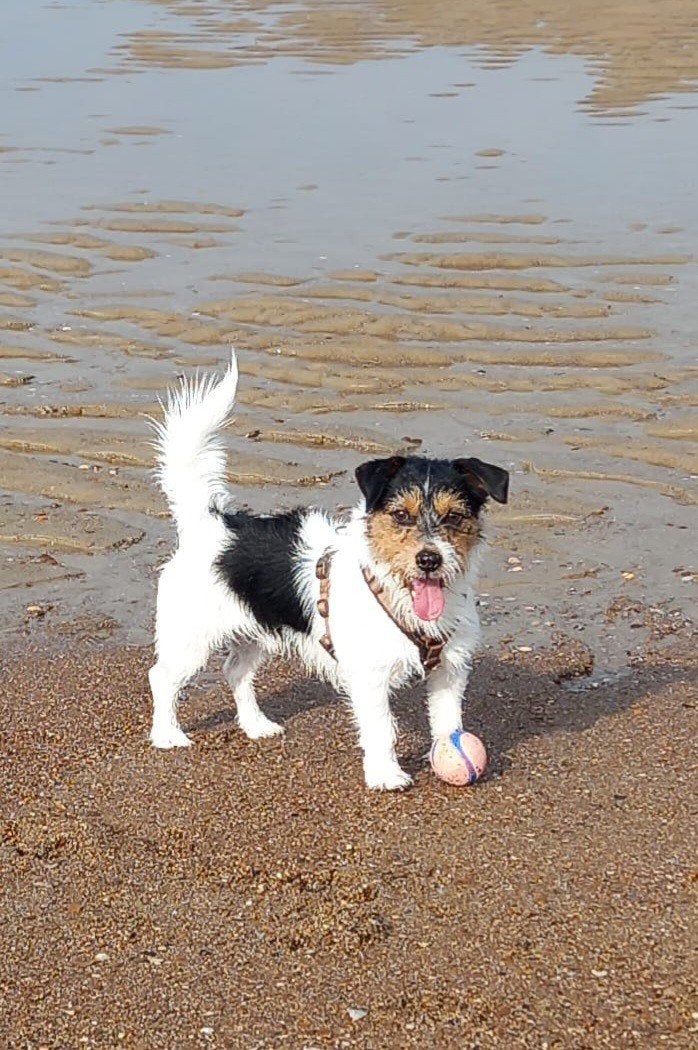 "echte" zuiver gefokte Jack Russelltjes.Wij hebben ze no, Jack Russell Terriër, 8 tot 15 weken, CDV (hondenziekte), Meerdere