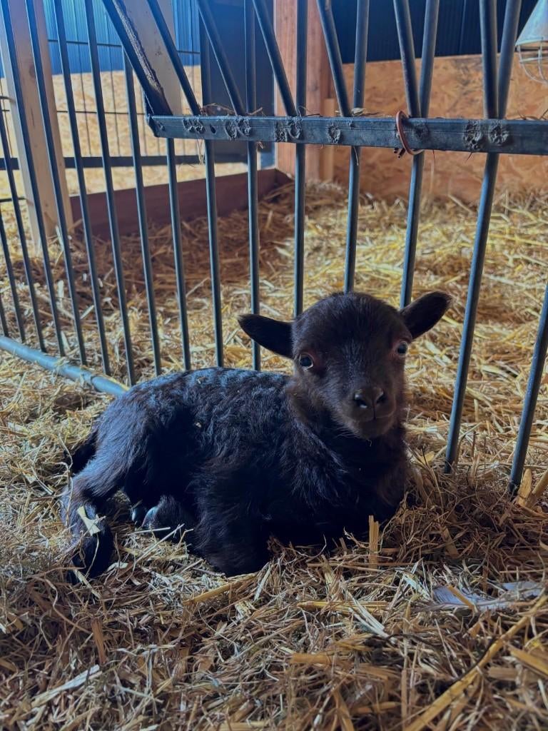 te koop oussant schaap met lammetje, Dieren en Toebehoren, Meerdere dieren, Schaap