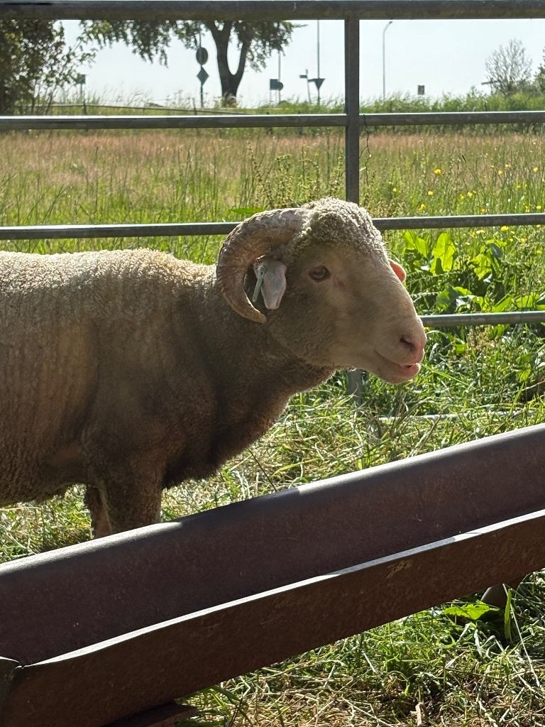 Merino, (ram) Wolmerino (ruil bespreekbaar), Mannelijk, Schaap, 0 tot 2 jaar