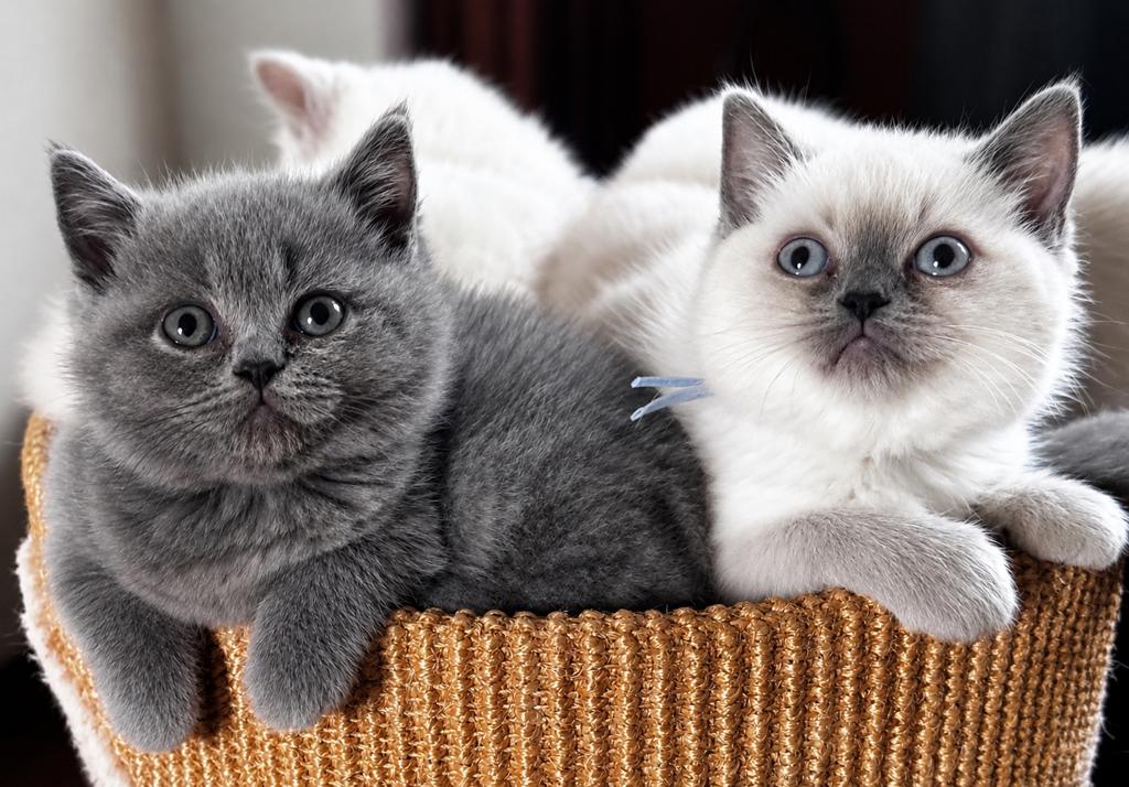 Prachtig nestje raszuivere Britse Korthaar kittens, Meerdere dieren, Ontwormd, 0 tot 2 jaar